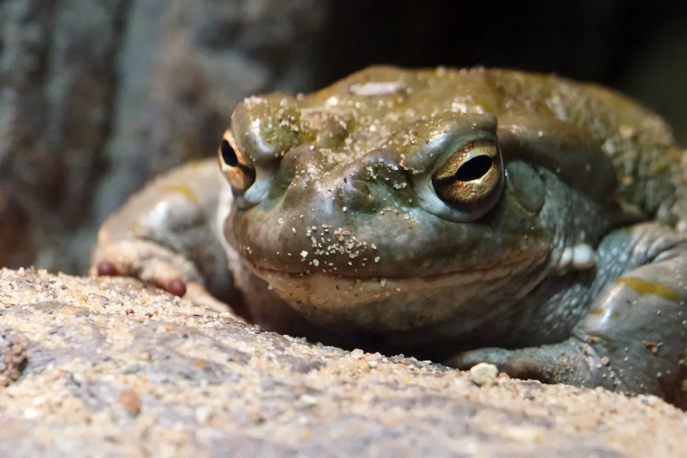 Colorado River toad