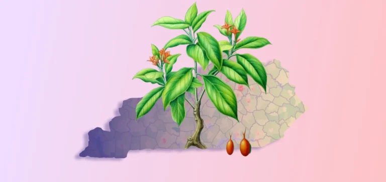 Kentucky to Use Psychedelic Medicine Ibogaine to Fight the Opioid Crisis