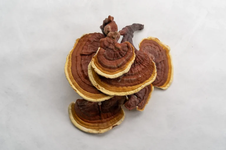 Reishi mushroom