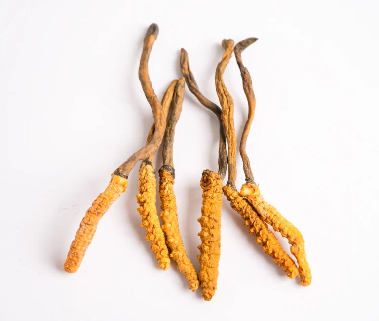 cordyceps mushroom