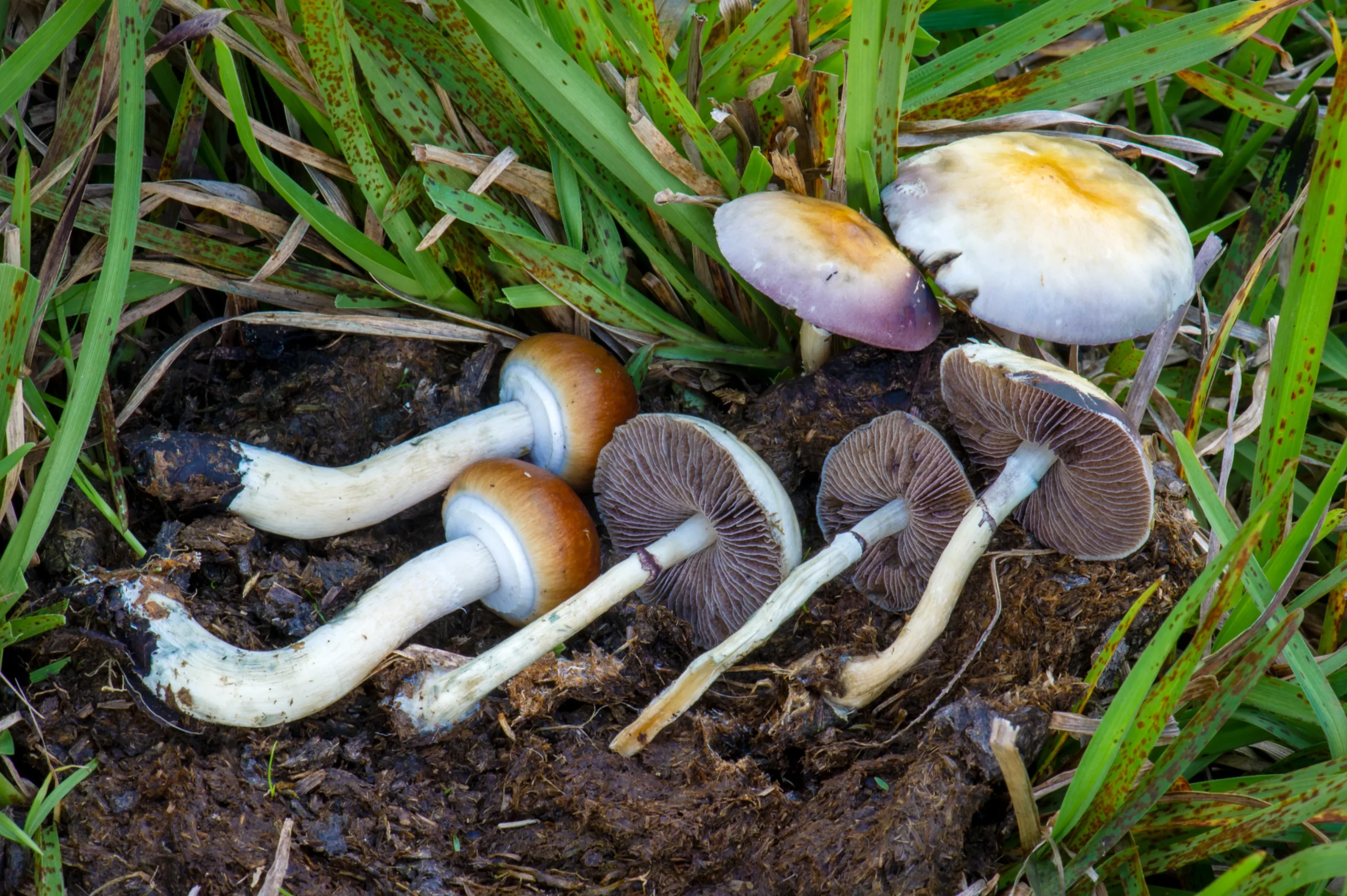 psilocybe cubensis in tropical region