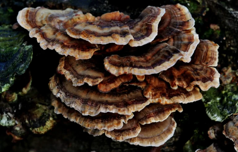 turkey tail fungi